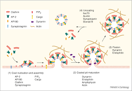 It is widely assumed that coated vesicles mediate the selective transfer of molecules and membrane components between specific membranous organelles within cells. Pdf Clathrin Mediated Endocytosis Membrane Factors Pull The Trigger Semantic Scholar
