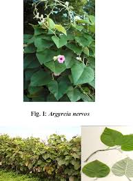 Image result for Argyreia nervosa
