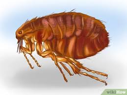 One ingredient you'll often see in these natural alternatives is peppermint. How To Kill Fleas And Ticks On Cats With Pictures Wikihow
