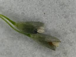 Image result for Sporobolus tenuissimus