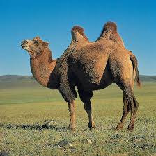 There are two types of the camel's hump is like a storage container. Camel Bactrian Dromedary Facts Britannica