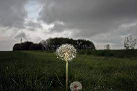Flowers from the storm vk. 9 363 Flower Storm Photos Free Royalty Free Stock Photos From Dreamstime