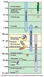 are we made more of microbes than our own cells or does the