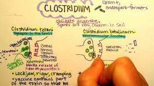 The botulinum toxin can cause botulism; Clostridium Botulinum Botulism Youtube