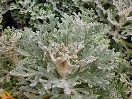They make a wonderful addition to rockeries, cottage gardens or planted in large drifts in a native garden. Actinotus Helianthi Flannel Flower Gardening With Angus