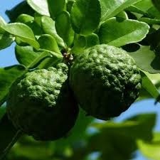 Daun kemangi sebanyak 1 kg, dicuci lalu dikeringkan dalam temperatur ruangan hingga kering. 7 Manfaat Daun Jeruk Purut Bagi Kesehatan Efektif Mengatasi Penyakit Hot Liputan6 Com