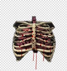 Search more hd transparent rib cage image on kindpng. Human Skeleton Bone Rib Cage Human Body Human Skeleton Transparent Background Png Clipart Hiclipart