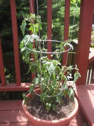 You should only put one plant per cage, as they will be overcrowded once mature. Container Tomatoes Tips On Growing Tomatoes In Containers