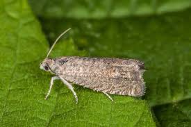 Image result for Cydia microgrammana