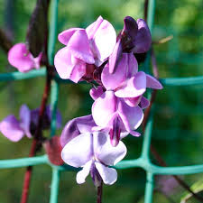 Image result for Dolichos