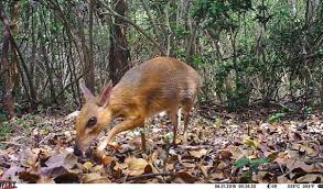 They are commonly referred to as deer mice, not to be confused with the chevrotain or mouse deer. they are new world mice only distantly related to the common house and laboratory mouse, mus musculus. Rare Mouse Deer Spotted In Vietnam For First Time 30 Years