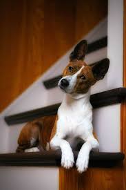 Adopt One Of These Hypoallergenic Dogs For Endless Cuddles Quiet Dog Breeds Dog Breeds That Dont Shed Cute Dogs Breeds