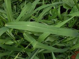 Image result for Eriochloa procera