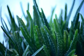 Hence, do not move this plant into direct sunlight as the sun can harm it. Featured Houseplant Aloe Vera The Farmer S Daughter