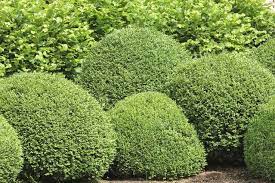 Boxwood Bush Types What Are Some Good Buxus Varieties To Grow Box Wood Shrub Green Velvet Boxwood Evergreen Shrubs