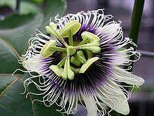 Passiflora Edulis Passion Fruit Plant Flower Seeds Fruit Plants