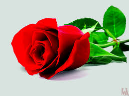 There are so many pretty options! Single Rose Wallpapers Top Free Single Rose Backgrounds Wallpaperaccess