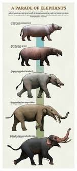 Tumblr Artist Paleoart Creates Beautiful Animal Evolution Series 22 Species In 2020 Prehistoric Animals Dinosaurs Ancient Animals Prehistoric Animals