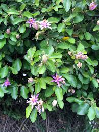 Image result for Grewia sulcata