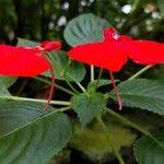 Image result for Impatiens stuhlmannii