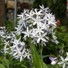 It has a bushy habit and makes a good border plant. Amsonia Hubrichtii Threadleaf Blue Star Arkansas Blue Star Servescape