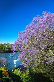 The blooms below range in shades from light lilac to deep violet. Sydney Jacaranda Trees In Bloom Sydney Life