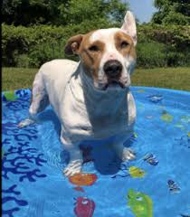 Please subscribe sorry for poor quality. Bassethoundtown Blog Vlog Kybassethoundrescue At Bassethoundtown