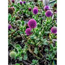 Image result for Sphaeranthus peduncularis