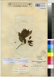 Image result for Agelanthus krausei