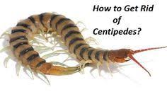 Every ultrasonic pest control repellent device claim that it is capable enough to repel insects from your house. How To Get Rid Of Centipedes Kill Roaches Pest Control Centipede