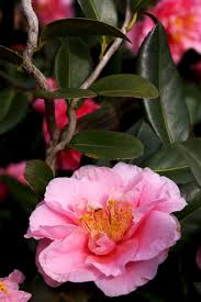 Camellia X Vernalis Egao Corkscrew Camellia Flowers Flower Making