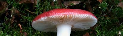 Image result for Russula polyphylla