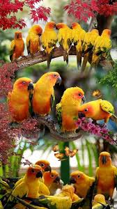 Types Of Birds And Their Meanings Birds Symbolism 03 Birds Symbolism In 2020 Beautiful Birds Pretty Birds Wild Birds
