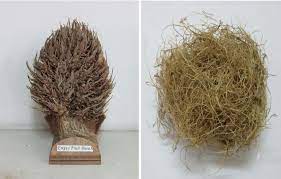 The polyurethane (pu) oil palm empty fruit bunch (efb) composites have been produced by 1. Pdf Acetone Soluble Cellulose Acetate From Oil Palm Empty Fruit Bunches Opefb Via A One Step Heterogeneous Process For Membrane Applications Semantic Scholar