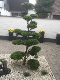 Gartenbonsai Ilex Crenata Blondie Ein Absoluter Hingucker In Dem Atrium Garten Garten