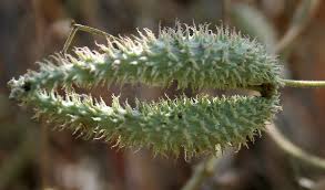 Image result for Pergularia