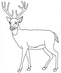 Buck Because Duh Deer Coloring Pages Deer Drawing Horse Coloring Pages