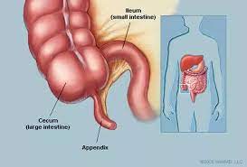 A stunning neanderthal skeleton was just unearthed at a. What Is The Function Of The Appendix In Our Body Quora