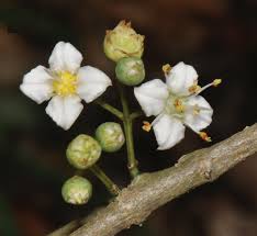 Image result for Memecylon torrei