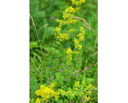 Image result for Galium verum
