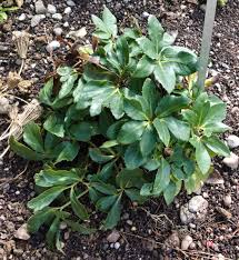Image result for Hydrostachys insignis