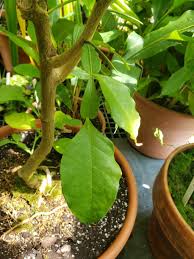 Image result for Citropsis