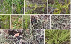 Image result for Pollichia