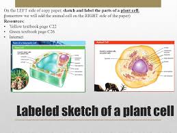 Unlike the eukaryotic cells of plants and fungi, animal cells do not have a cell wall. 11 14 13 56th Day Of School Learning Goal 7 L 1 2 I Will Be Able To Identify The Parts Of A Plant Cell Due Today Late Work Foldable Flashcards Chart Ppt Download