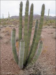 We were excited to see this desert beauty, especially since organ pipe opened to the. Organ Pipe Cactus Picture Of Organ Pipe Cactus National Monument Ajo Tripadvisor