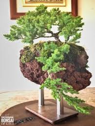 Juniperus procumbens nana bonsai cuidados. 140 Bonsai Gz Ideen In 2021 Bonsai Bonsai Baum Pflanzen
