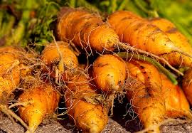 Check spelling or type a new query. Vegetable Garden Fertilizer 101 Big Blog Of Gardening