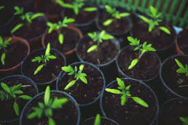 The vegetative phase is a period of the growing cycle that takes place after germination and before flowering. Why We Should Grow Our Own Veg The Vegan Society