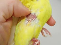 ちゅら動物病院