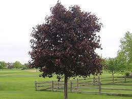 We did not find results for: Acer Crimson King Maple 16 Pot Hello Hello Plants Garden Supplies